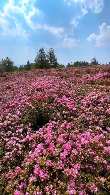 马鹿塘杜鹃花景区图片