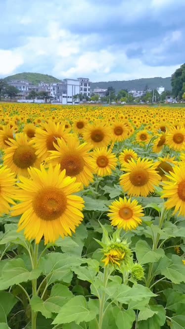 向日葵花的样子图片