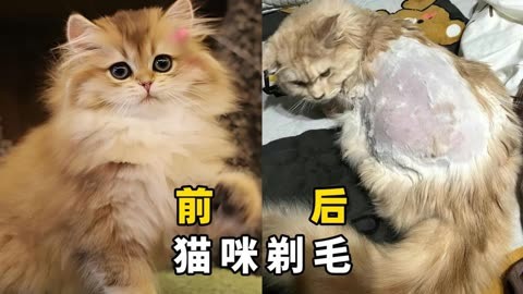 盘点猫咪剃毛后的造型,网友:我一般不笑,除非忍不住