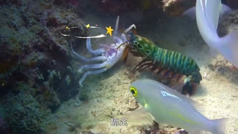 皮皮虾vs螳螂虾图片