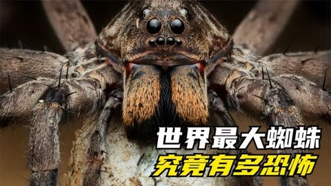 世界上最大的蜘蛛:食鸟狼蛛究竟有多恐怖?