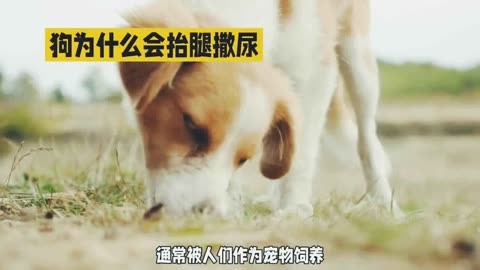 狗为什么会抬腿撒尿