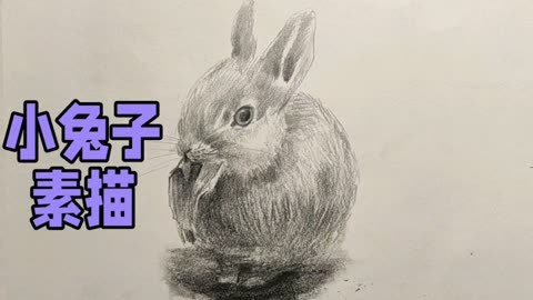 画一只素描兔子