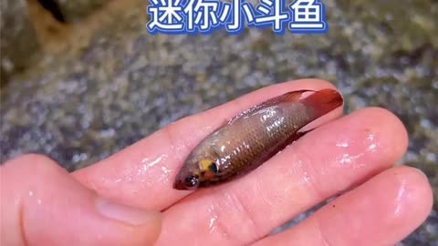 小斗鱼资料图片