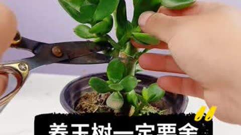 玉树 