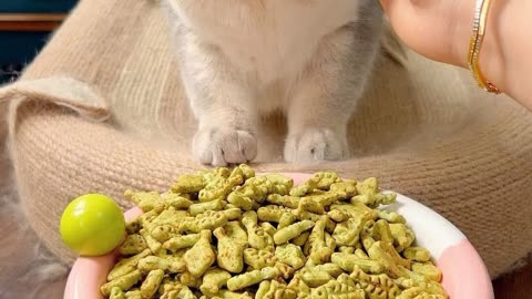 猫薄荷饼干图片