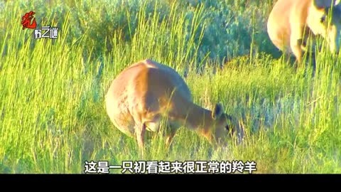 羚羊长椅图片